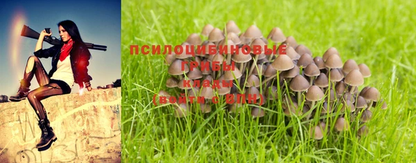 крисы Аркадак